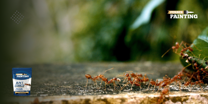 Come evitare che le formiche entrino in casa?