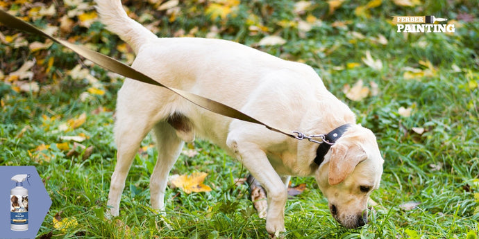 Qual è il miglior trattamento antipulci per i cani?